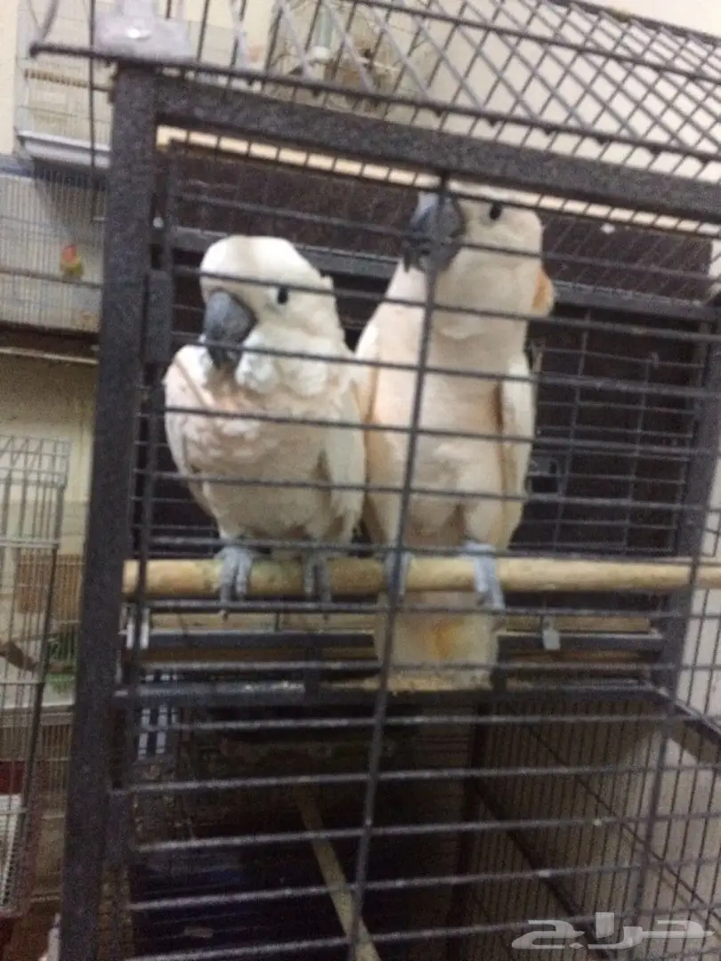 كوكاتو ملوكان جوز منتج مع الشهادة أحجام جامبو (image 10)