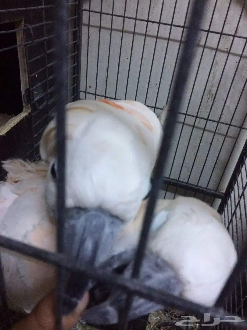 كوكاتو ملوكان جوز منتج مع الشهادة أحجام جامبو (image 12)