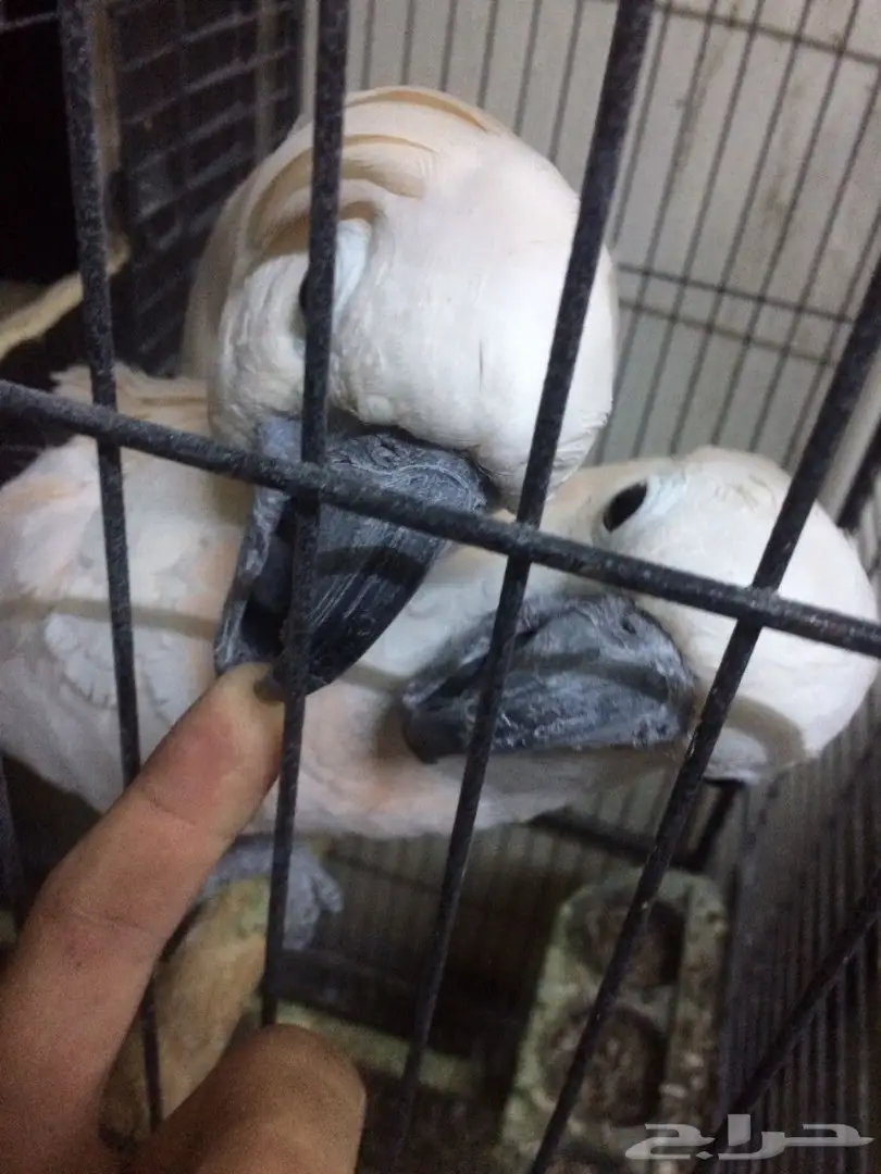 كوكاتو ملوكان جوز منتج مع الشهادة أحجام جامبو (image 13)