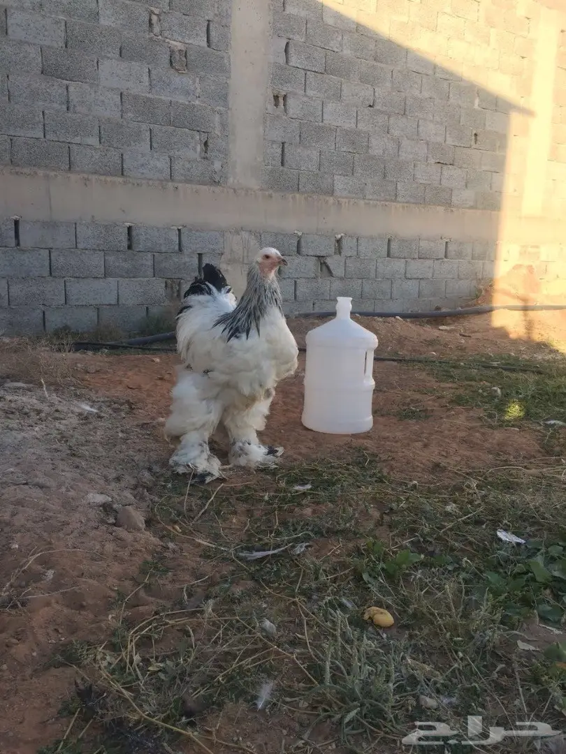 ديك براهما كولومبي مستوى بطططل