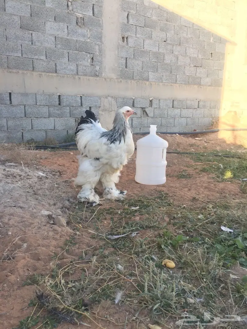 ديك براهما كولومبي مستوى بطططل (image 1)