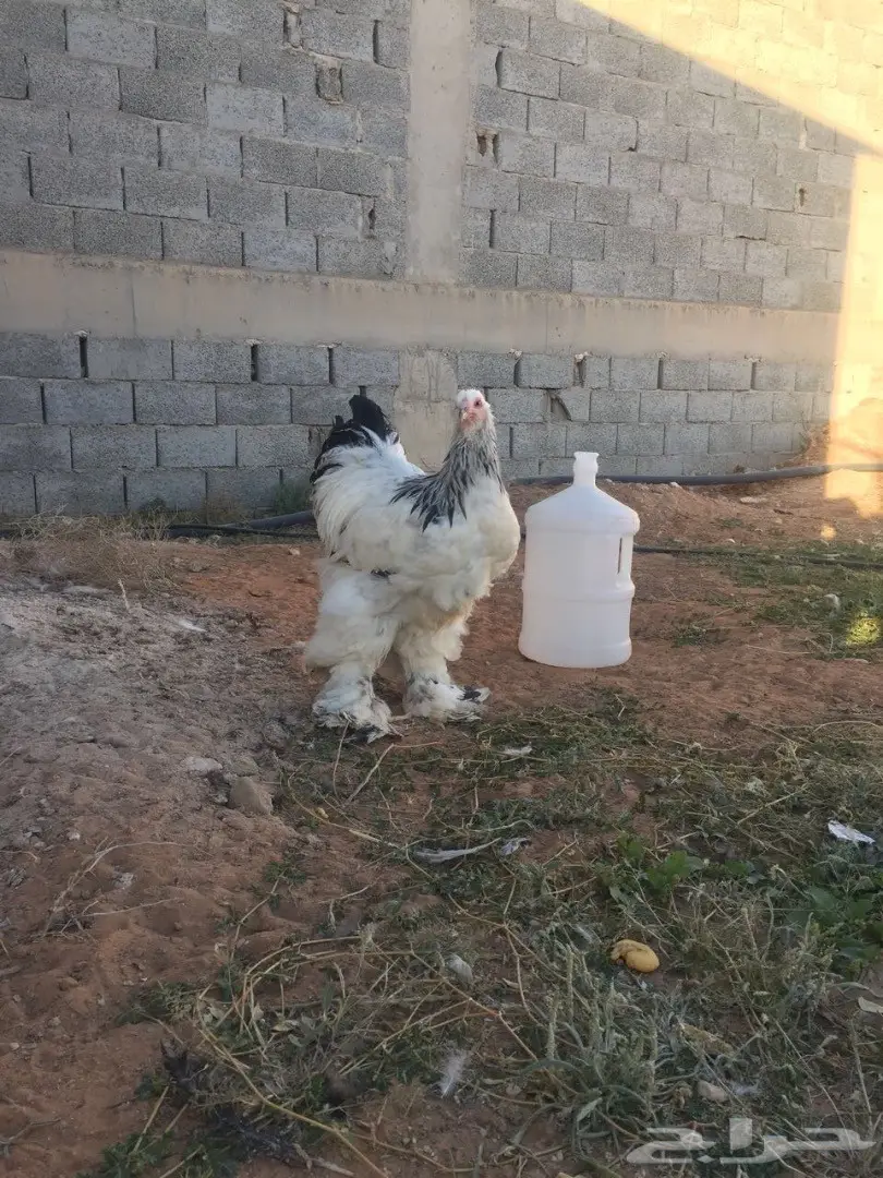 ديك براهما كولومبي مستوى بطططل (image 2)