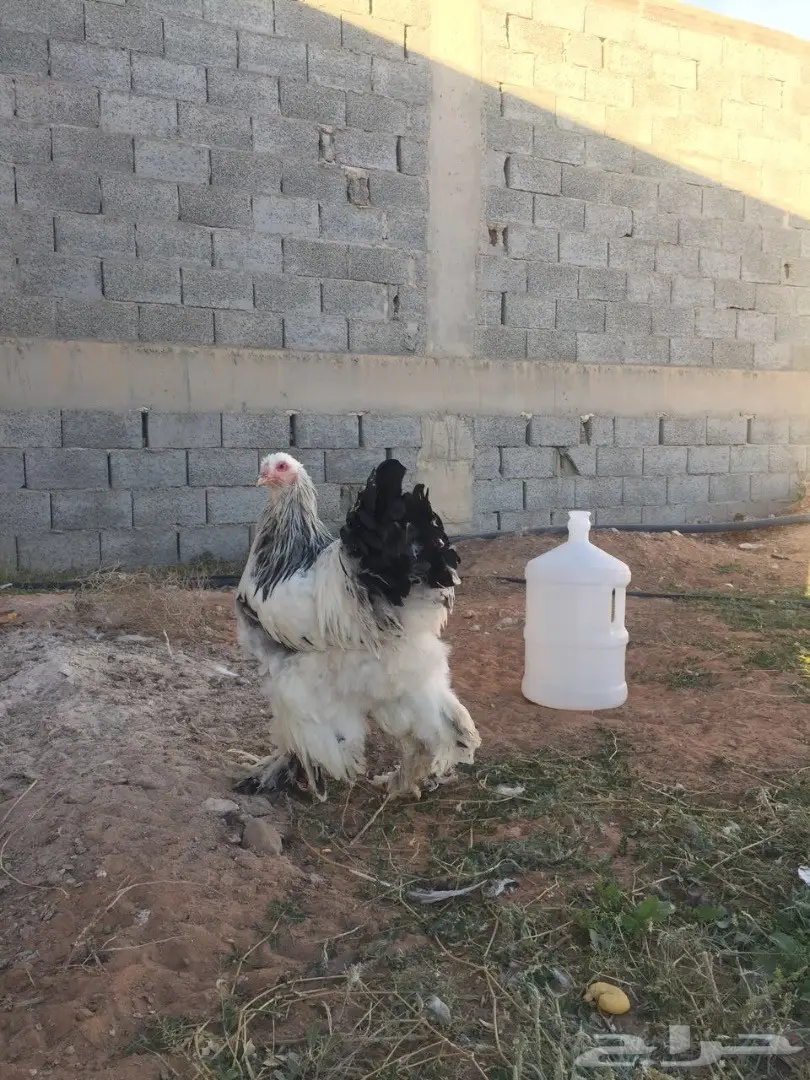 ديك براهما كولومبي مستوى بطططل (image 3)