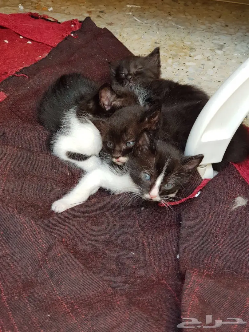 قطط صغيرة شيرازية للبيع في الجبيل