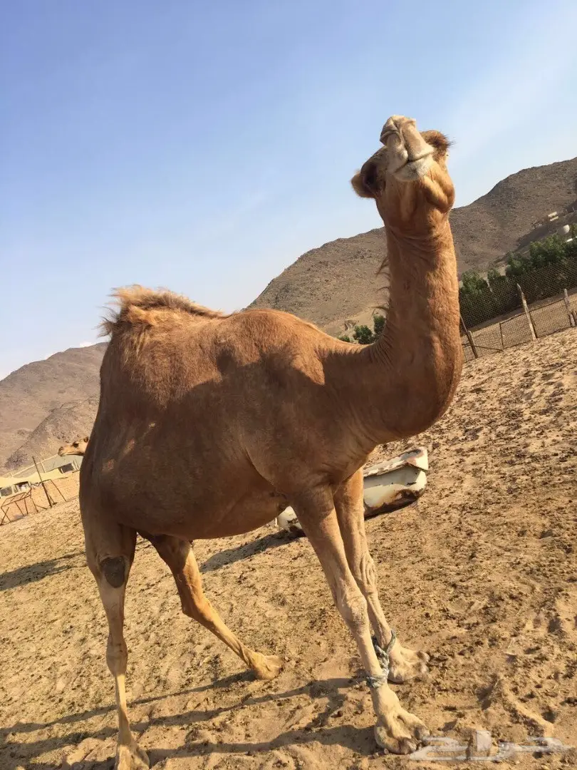 ناقة ساحلية مدني ام حليب ماشاءالله 