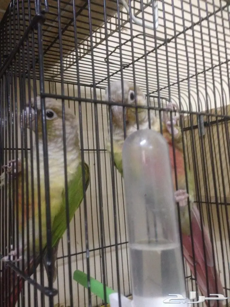 كنيور اناناس جوز