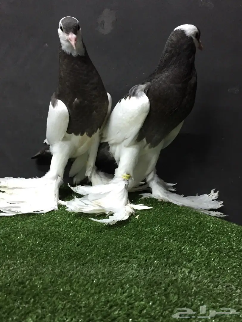 طبه نفاخ مسوبع 