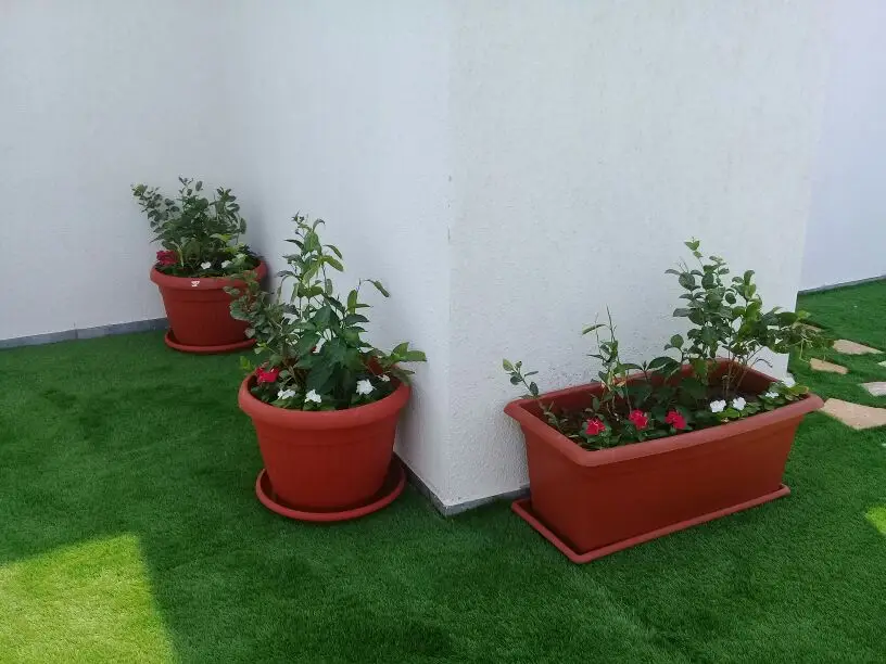 ابو عبدالرحمن فنى حدائق وبيع جميع انواع النخل (image 17)