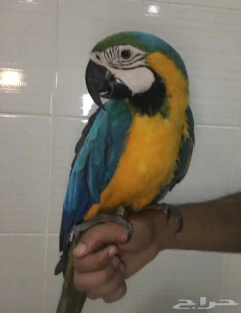ببغاء مكاو أليف - فرصة لا تُفوَّت! (image 4)