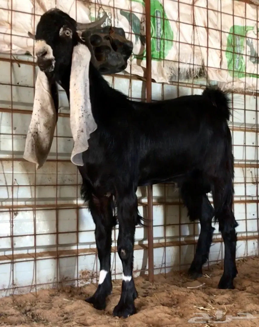 جفر حجازي أنثى - فرصة ذهبية! (image 2)