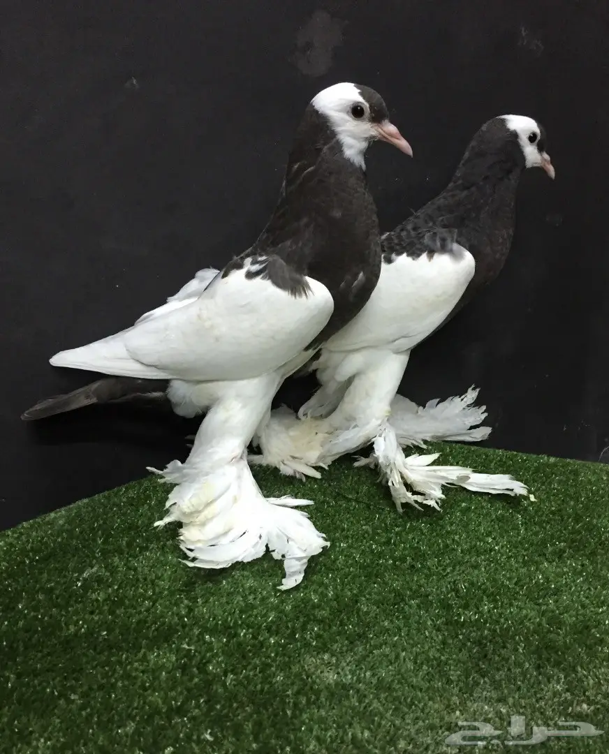 طبه نفاخ مسوبع  (image 1)