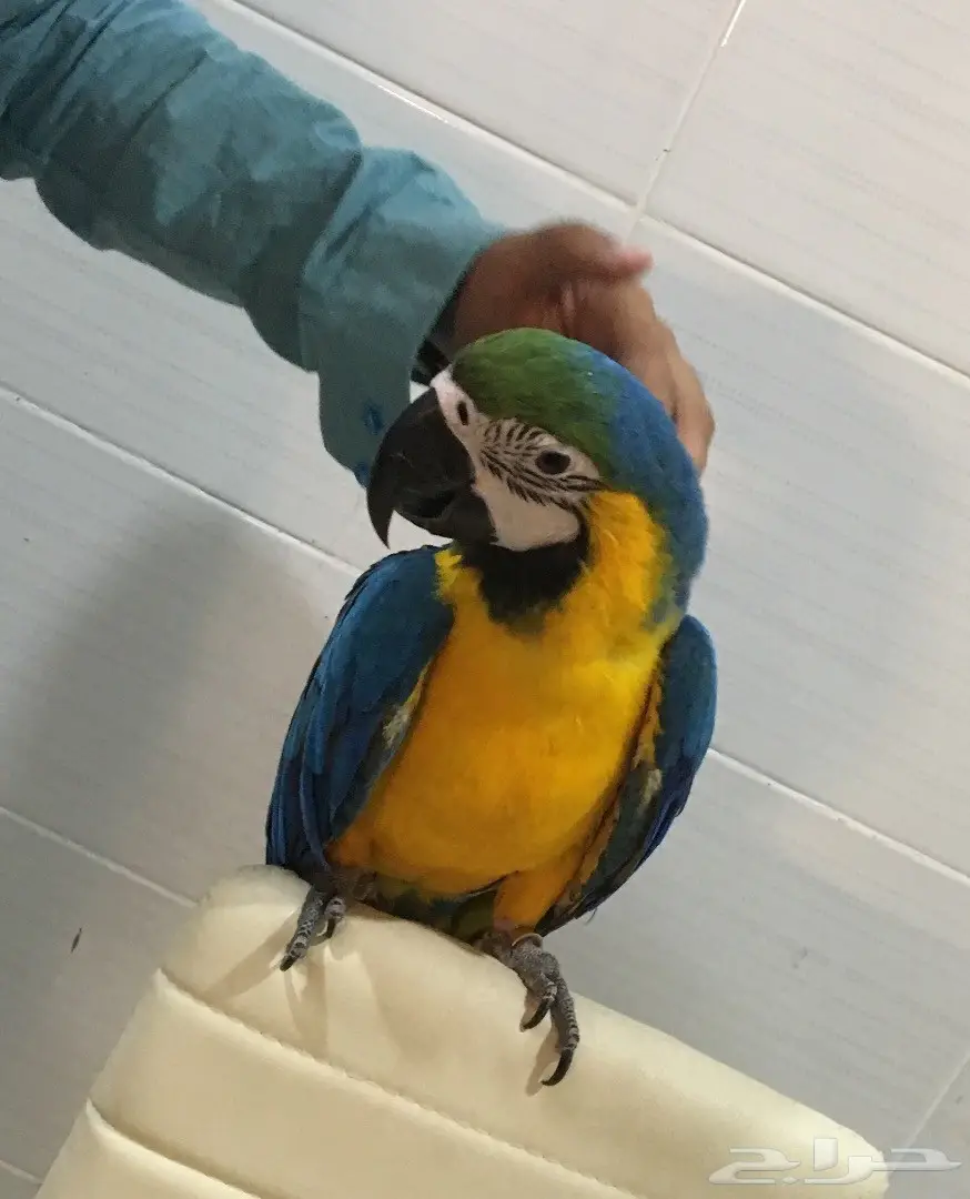 ببغاء مكاو أليف - فرصة لا تُفوَّت! (image 3)