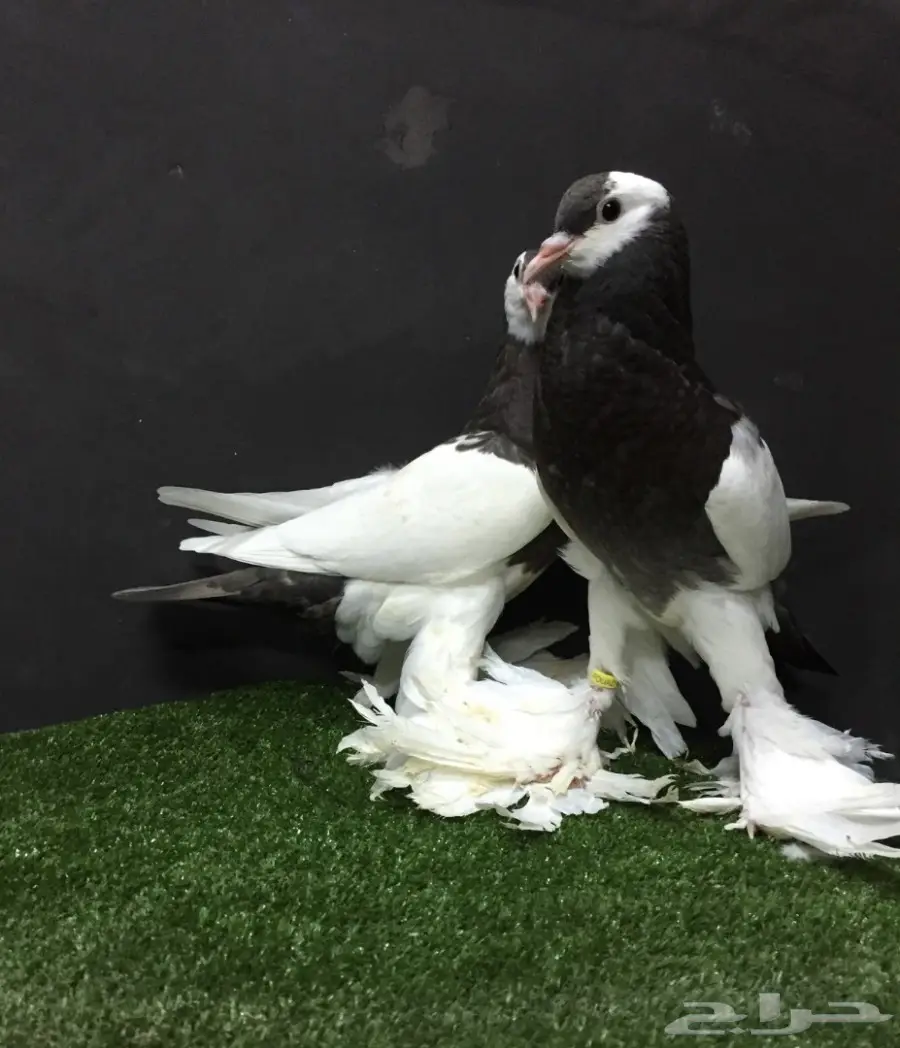 طبه نفاخ مسوبع  (image 2)