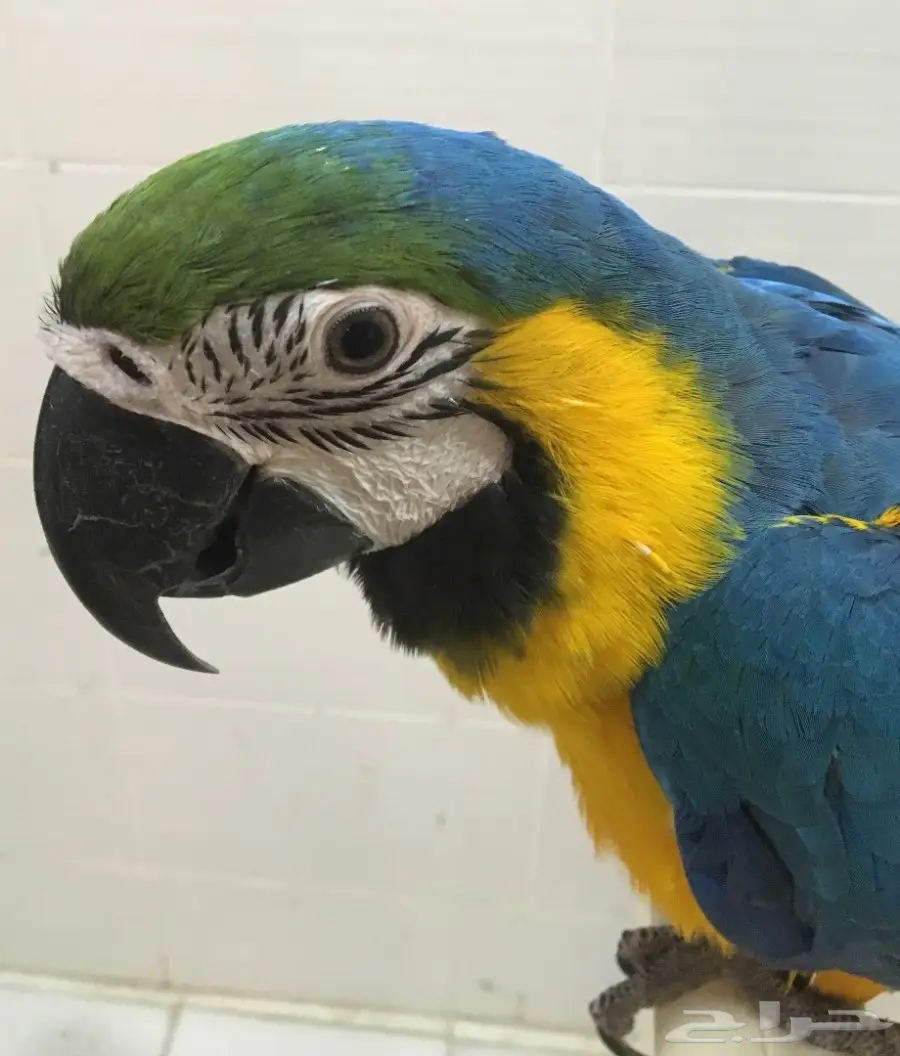 بغبغاء مكاو 