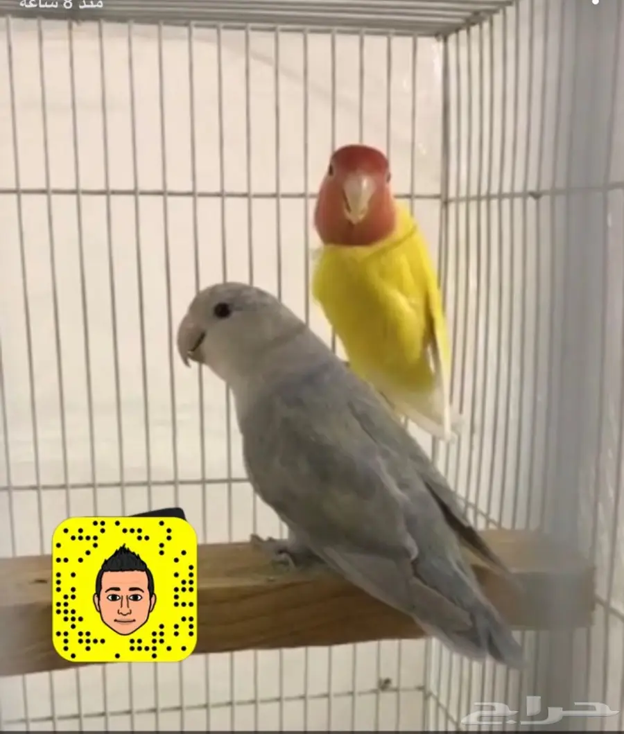 إعدام الطيور 