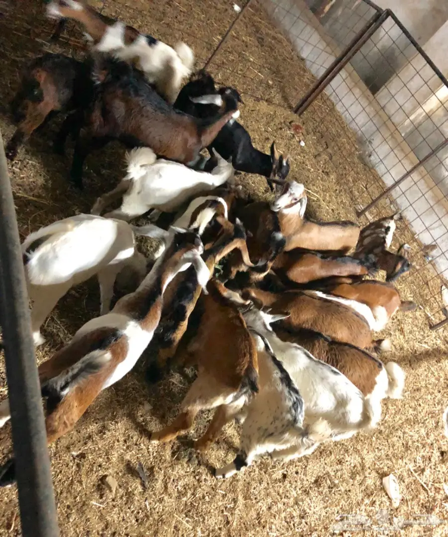 تيوس لبنيه مقفله سمان (image 1)