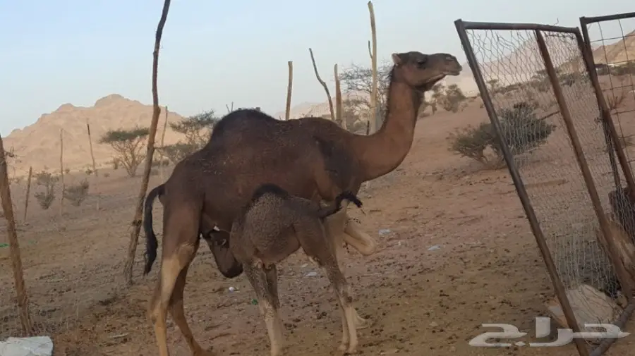 أبل طيبه للبيع لاتفوت الفرصه