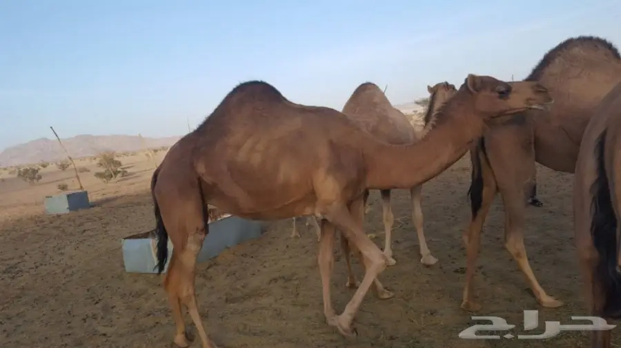 أبل طيبه للبيع لاتفوت الفرصه (image 1)