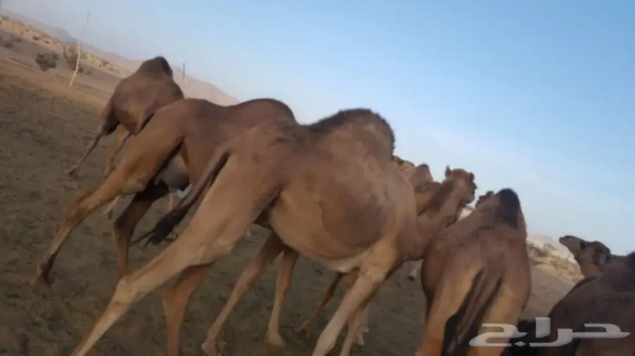 أبل طيبه للبيع لاتفوت الفرصه (image 2)