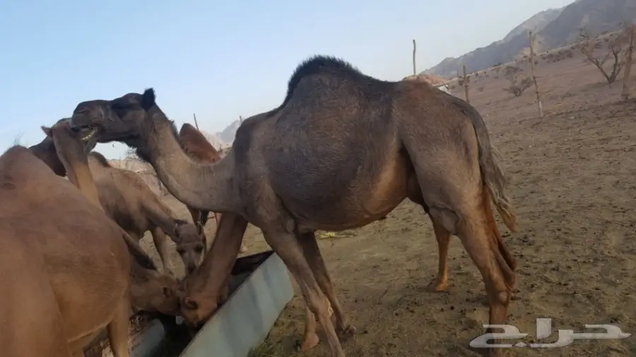 أبل طيبه للبيع لاتفوت الفرصه (image 3)