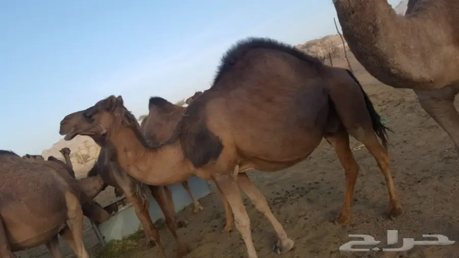 أبل طيبه للبيع لاتفوت الفرصه (image 4)