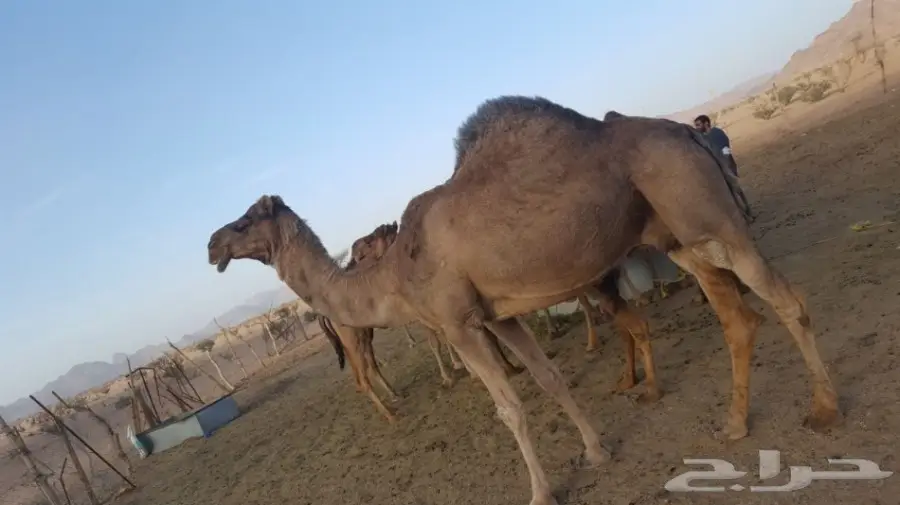 أبل طيبه للبيع لاتفوت الفرصه (image 5)