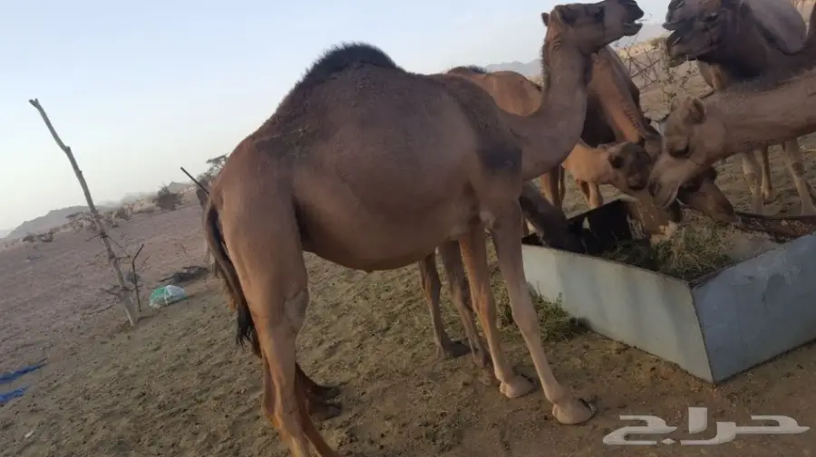 أبل طيبه للبيع لاتفوت الفرصه (image 6)