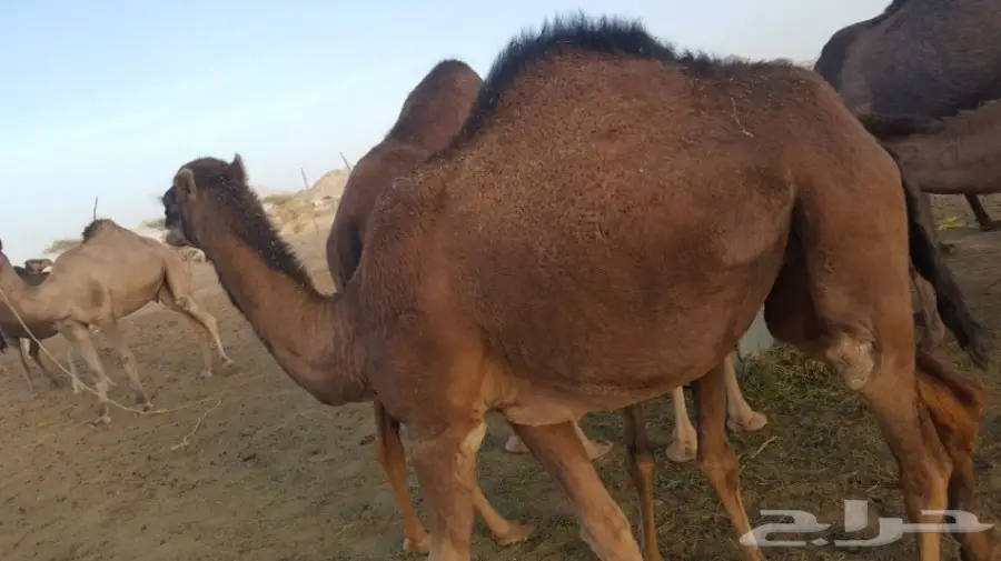 أبل طيبه للبيع لاتفوت الفرصه (image 7)