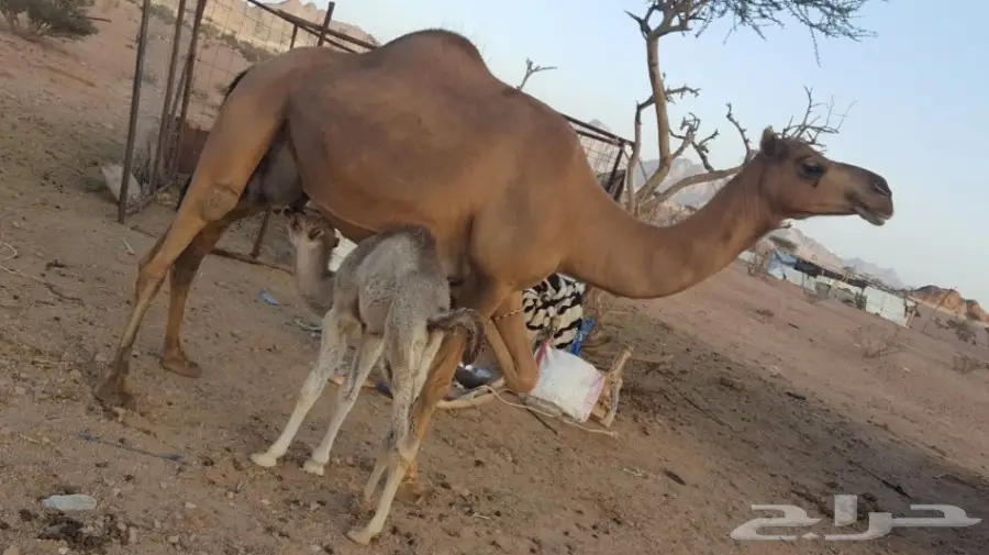 أبل طيبه للبيع لاتفوت الفرصه (image 10)