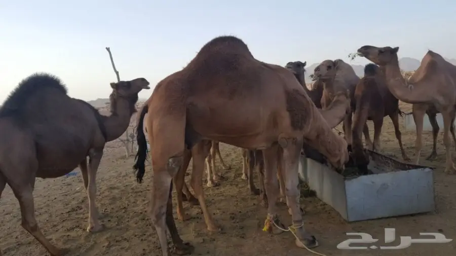 أبل طيبه للبيع لاتفوت الفرصه (image 12)