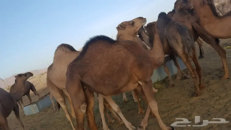 أبل طيبه للبيع لاتفوت الفرصه (image 13)