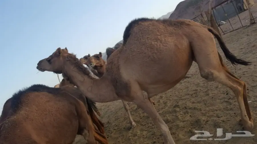 أبل طيبه للبيع لاتفوت الفرصه (image 14)