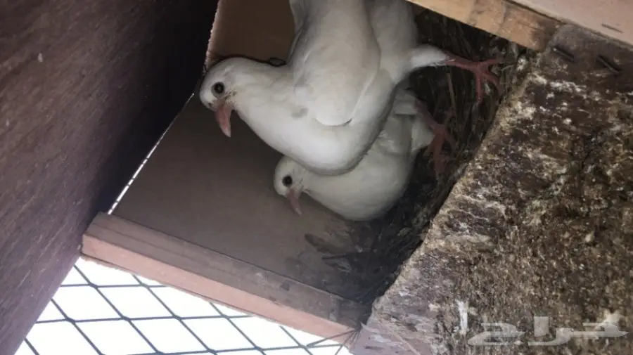 اكثر من 200 جوز زغاليل و فروخ فرنسي 