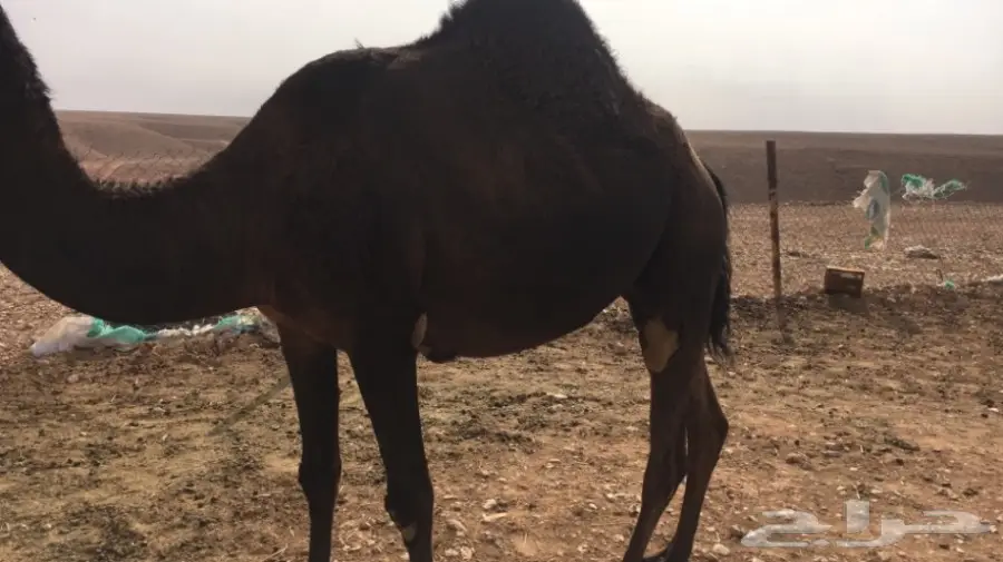 ناقة مجهم حايل 