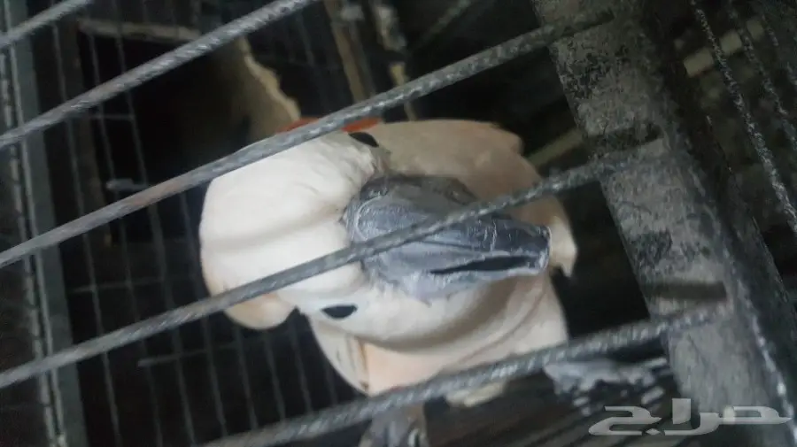 كوكاتو ملوكان جوز منتج مع الشهادة أحجام جامبو (image 1)