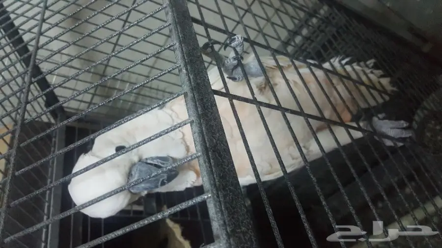 كوكاتو ملوكان جوز منتج مع الشهادة أحجام جامبو (image 2)