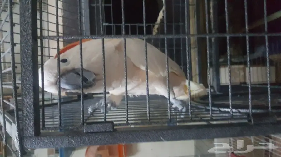 كوكاتو ملوكان جوز منتج مع الشهادة أحجام جامبو (image 3)