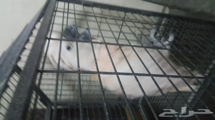 كوكاتو ملوكان جوز منتج مع الشهادة أحجام جامبو (image 4)