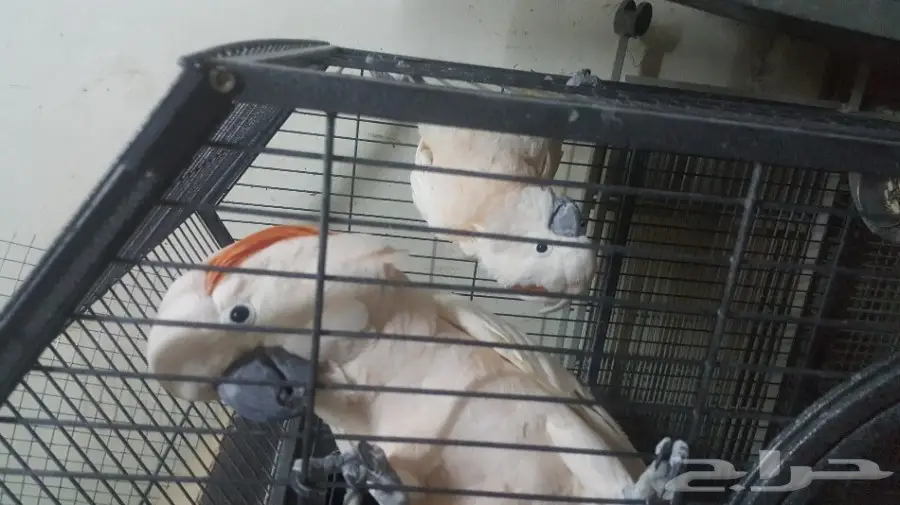 كوكاتو ملوكان جوز منتج مع الشهادة أحجام جامبو (image 6)