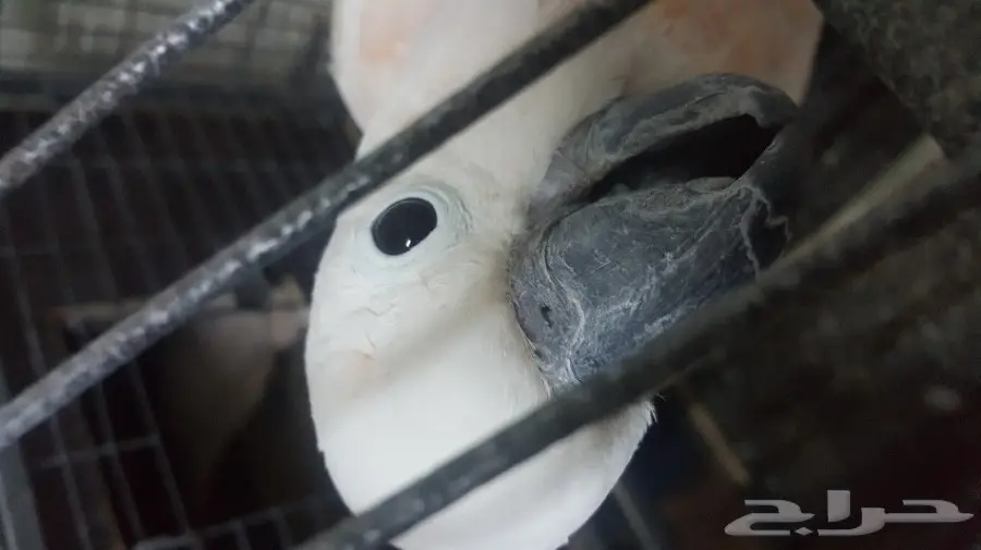 كوكاتو ملوكان جوز منتج مع الشهادة أحجام جامبو (image 7)