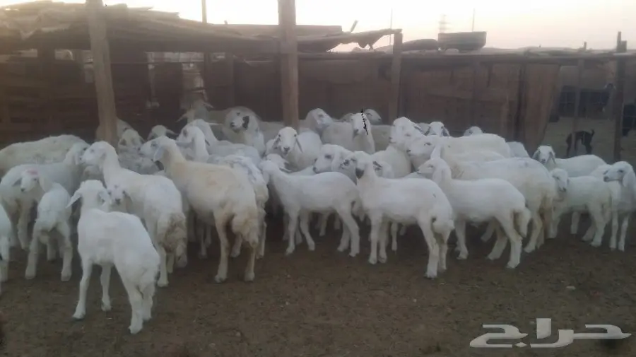نعاج للبيع عددهن 24 يتبعها 24 (image 2)