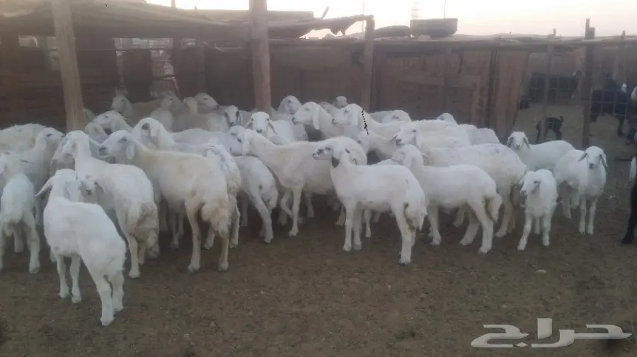 نعاج للبيع عددهن 24 يتبعها 24 (image 3)