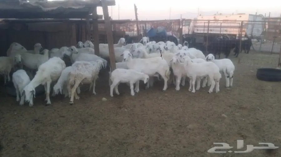 نعاج للبيع عددهن 24 يتبعها 24 (image 4)