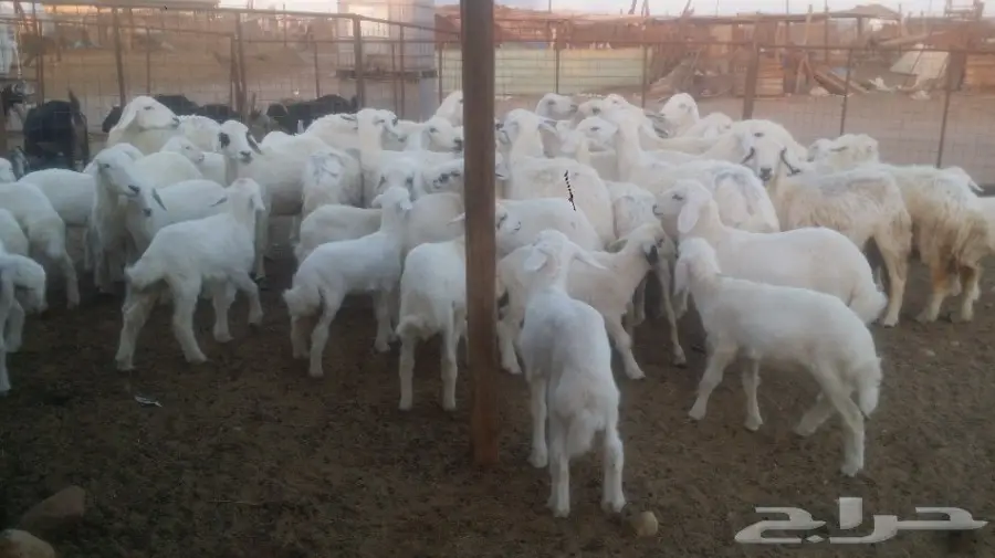 نعاج للبيع عددهن 24 يتبعها 24 (image 7)