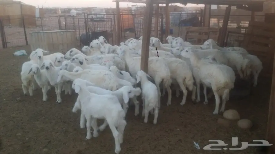 نعاج للبيع عددهن 24 يتبعها 24 (image 8)