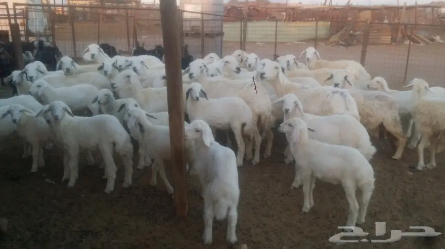 نعاج للبيع عددهن 24 يتبعها 24 (image 9)
