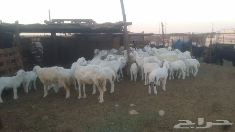نعاج للبيع عددهن 24 يتبعها 24 (image 12)