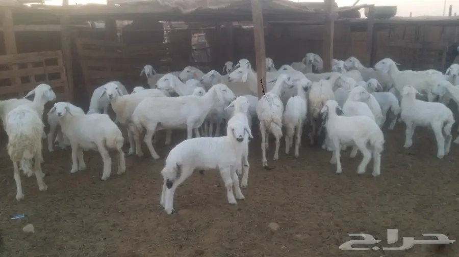 نعاج للبيع عددهن 24 يتبعها 24 (image 13)
