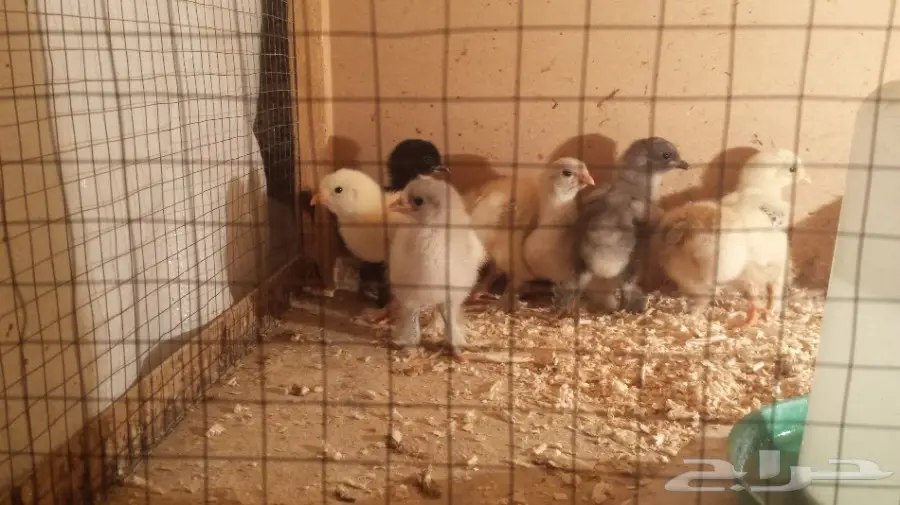 صوص براهما (image 4)