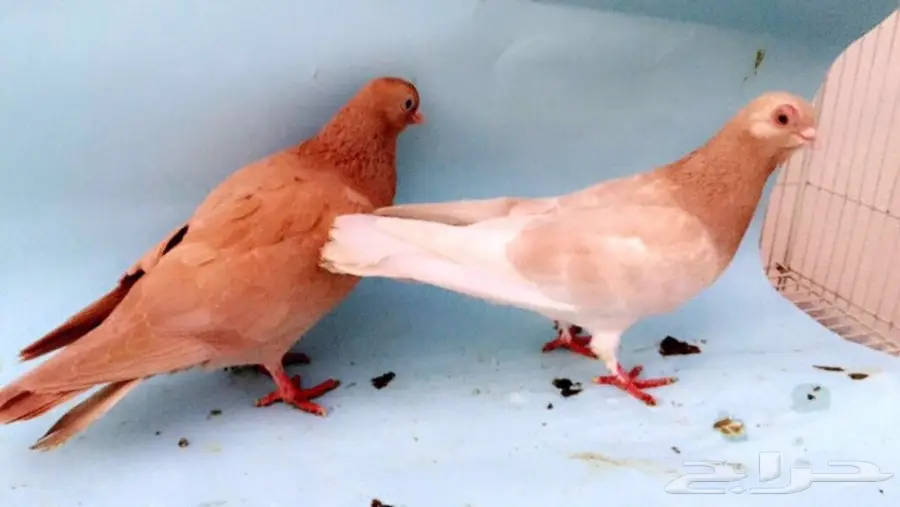 كوري للبيع (image 1)